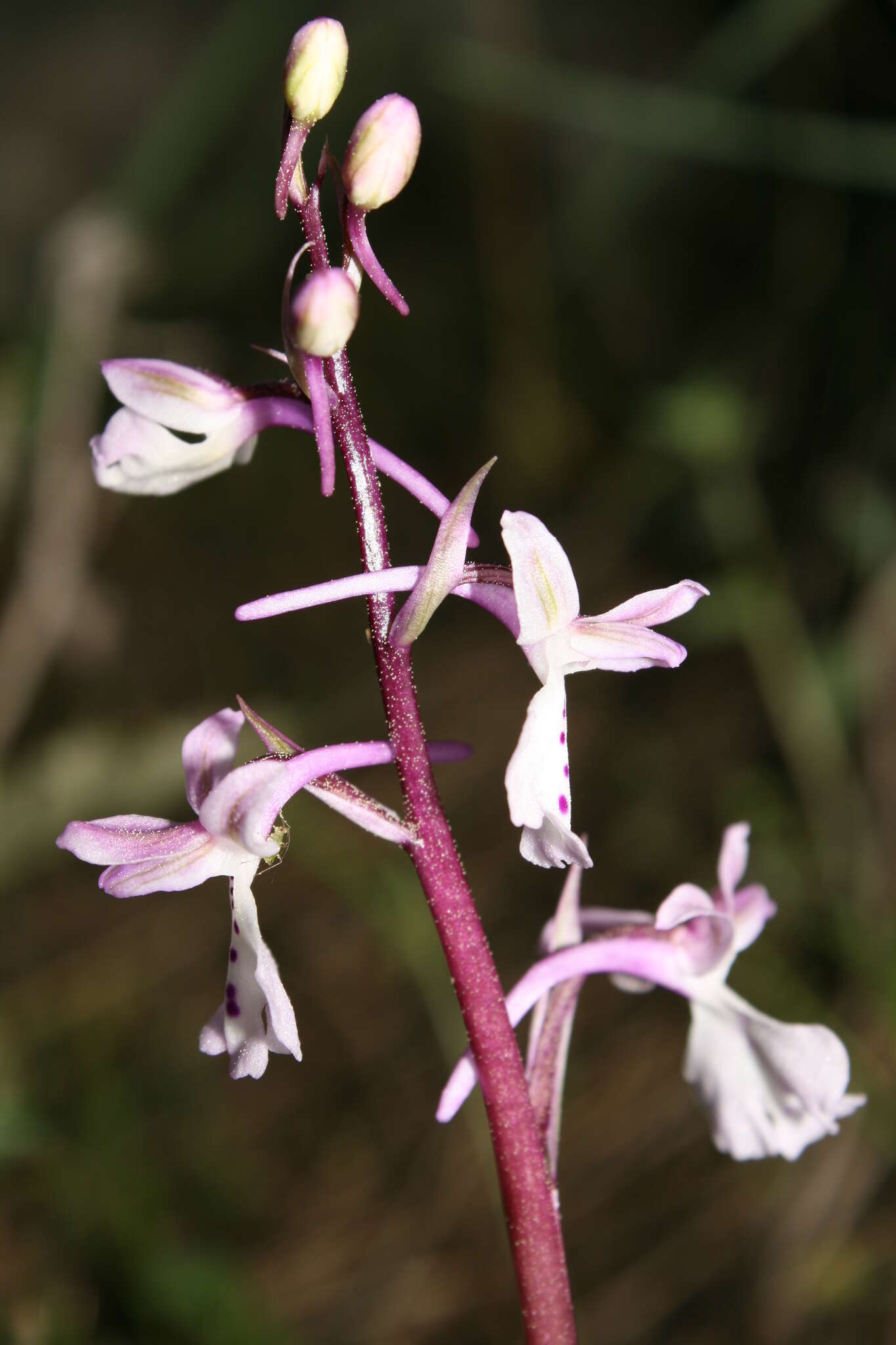 Sivun Orchis anatolica Boiss. kuva