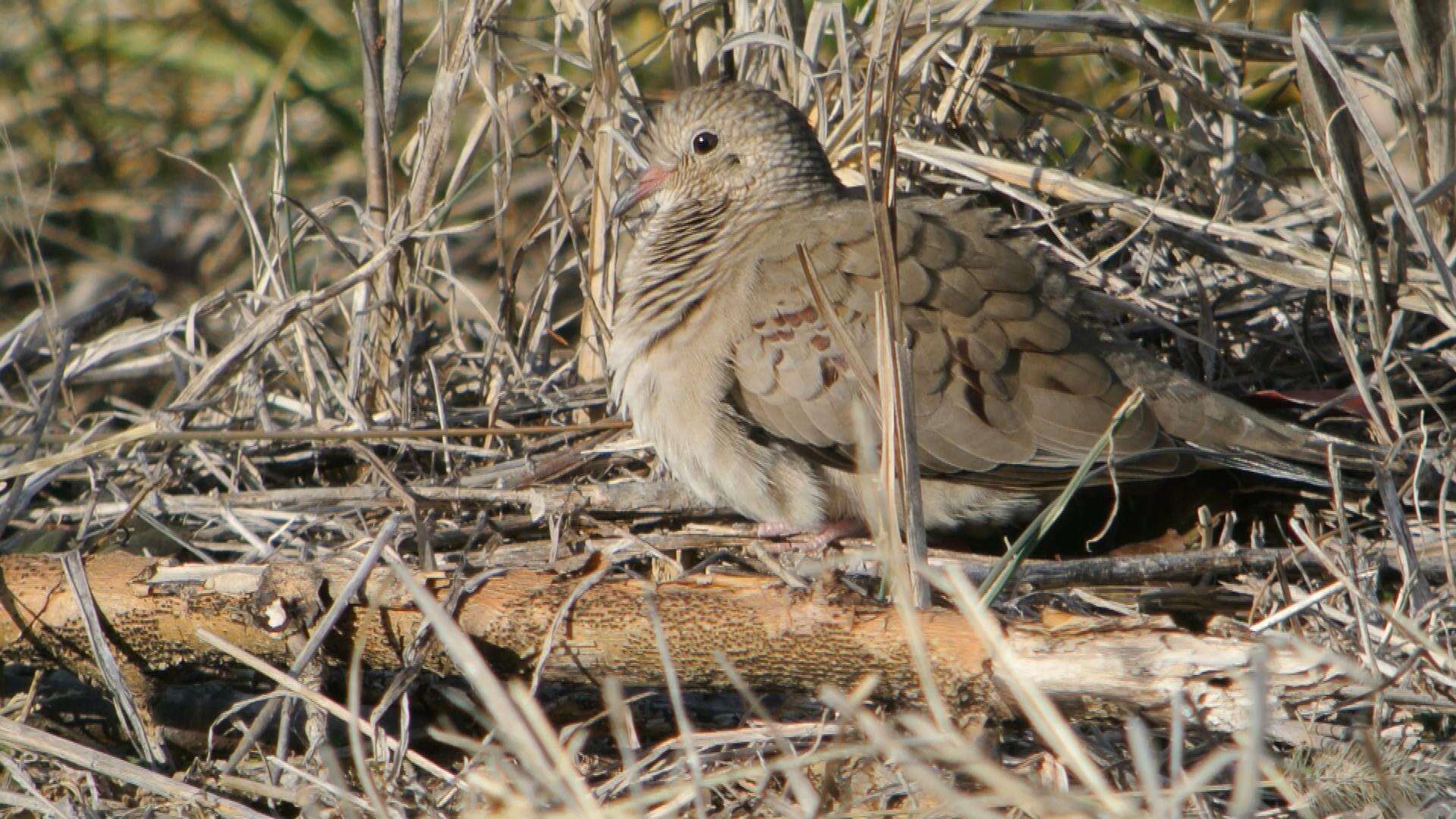 Image of Common Ground Dove