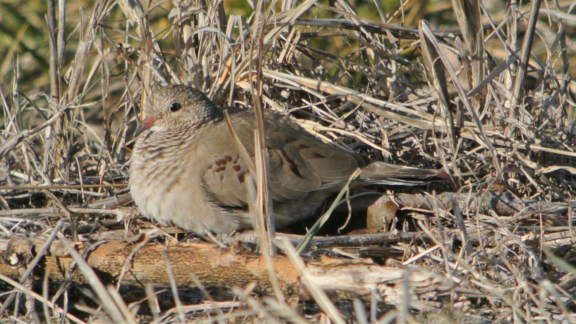 Image of Common Ground Dove