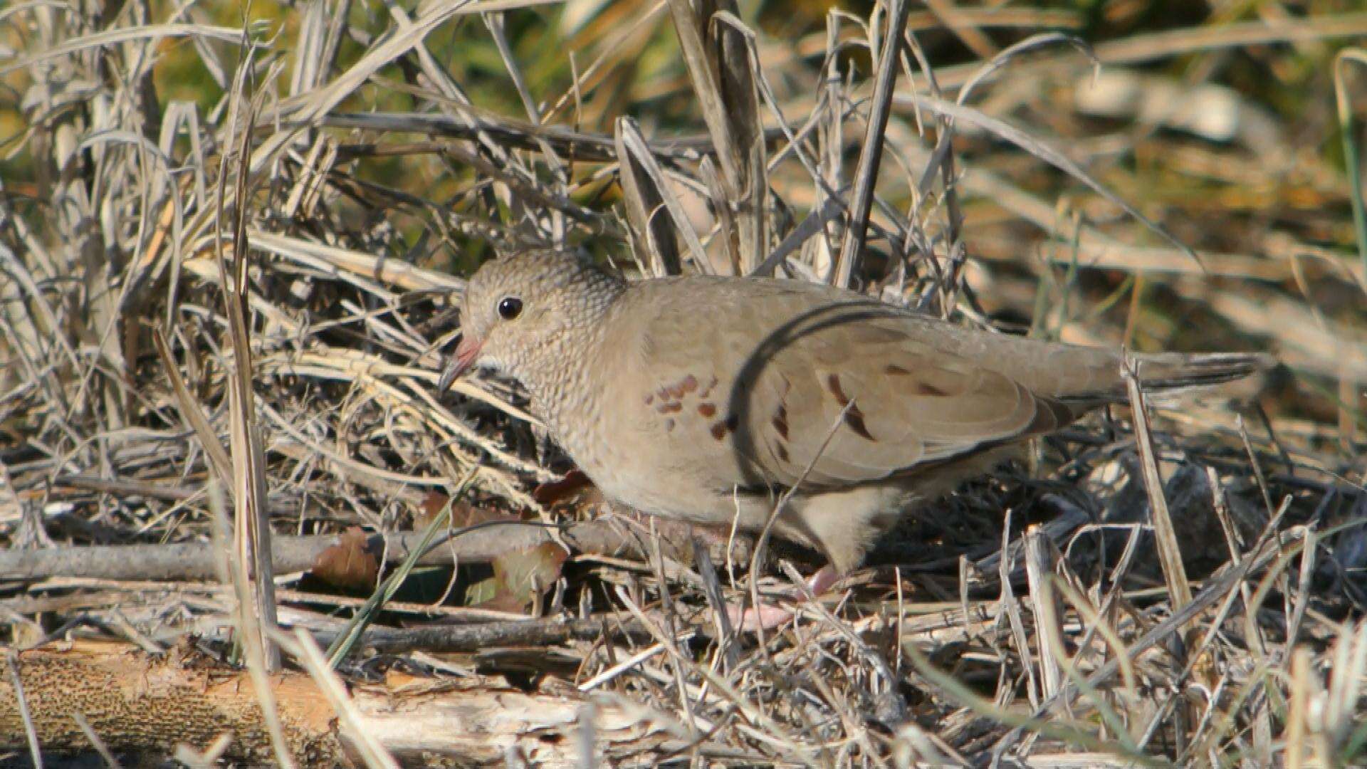 Image of Common Ground Dove