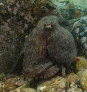 Image of Octopus sinensis d'Orbigny 1834