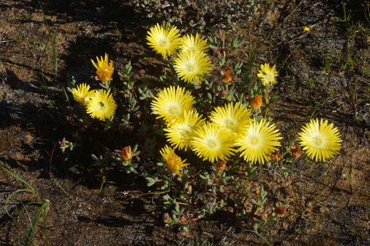 صورة Lampranthus glaucus (L.) N. E. Br.