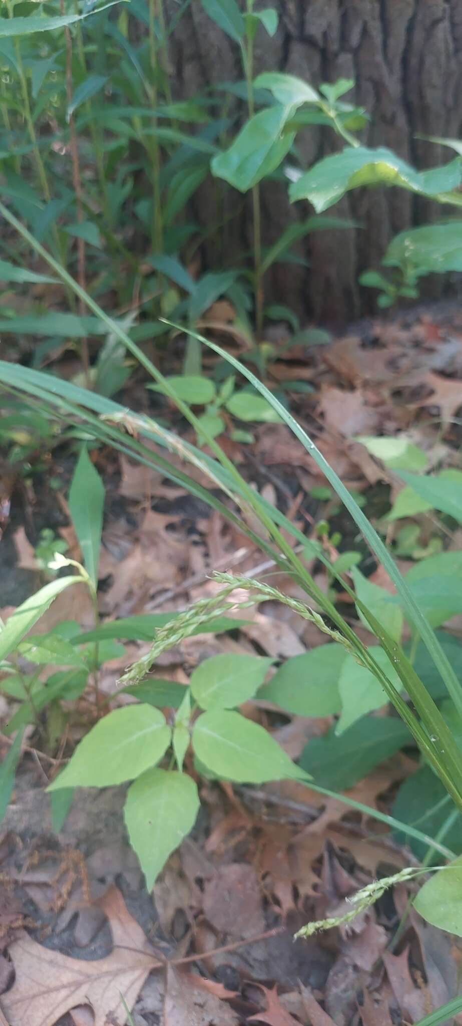 Imagem de Carex debilis var. rudgei L. H. Bailey