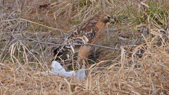 Image of Red-shouldered Hawk