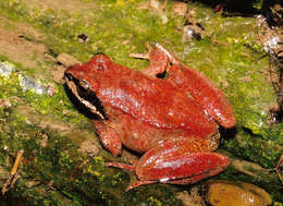 Image of Pyrenean Frog