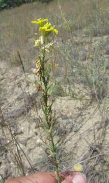 Image of Erysimum virgatum Roth