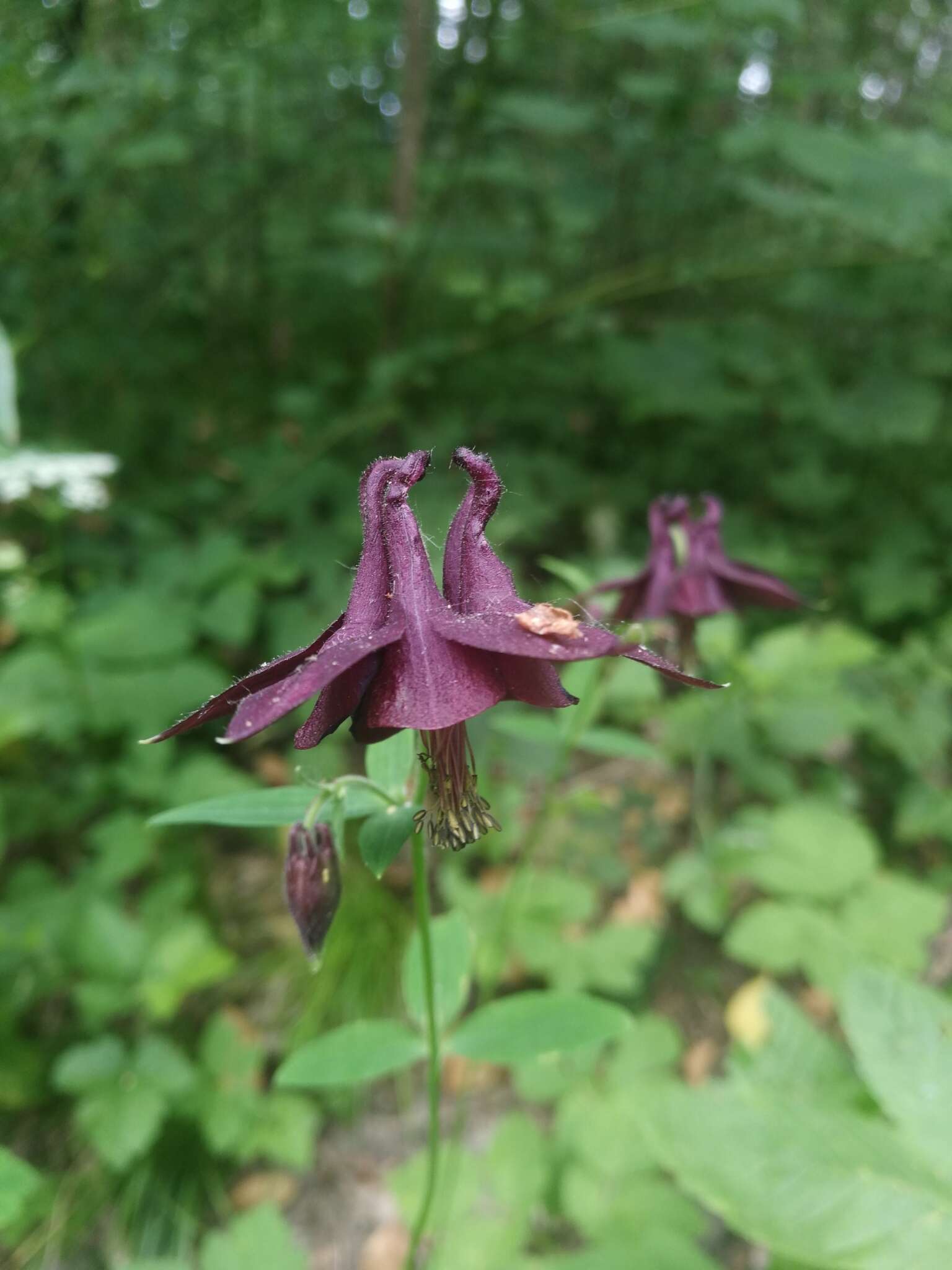 Image of Dark Columbine