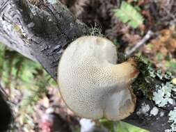 Imagem de Polyporus tuberaster (Jacq. ex Pers.) Fr. 1821