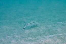 Image of Band-tail goatfish