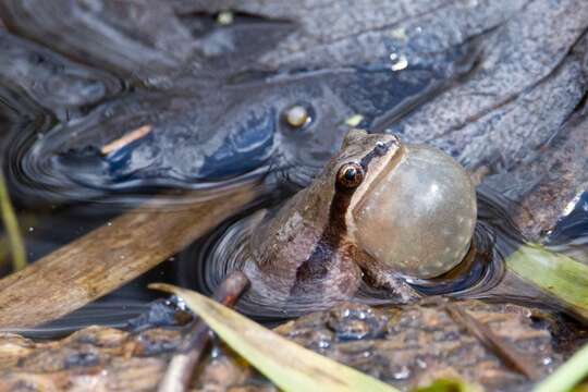 Image of Western Chorus Frog