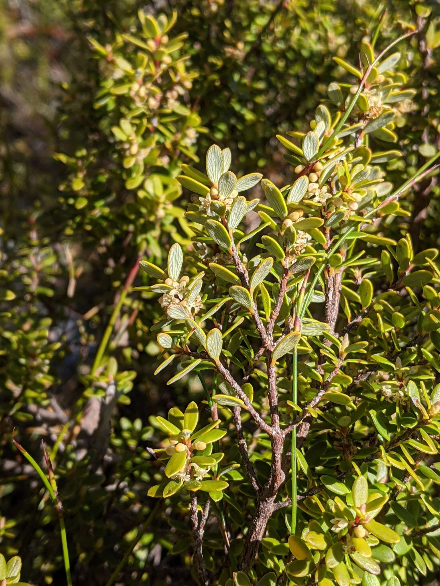 Image of Monotoca submutica (Benth.) Jarman