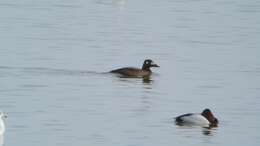 Image of White-winged Scoter