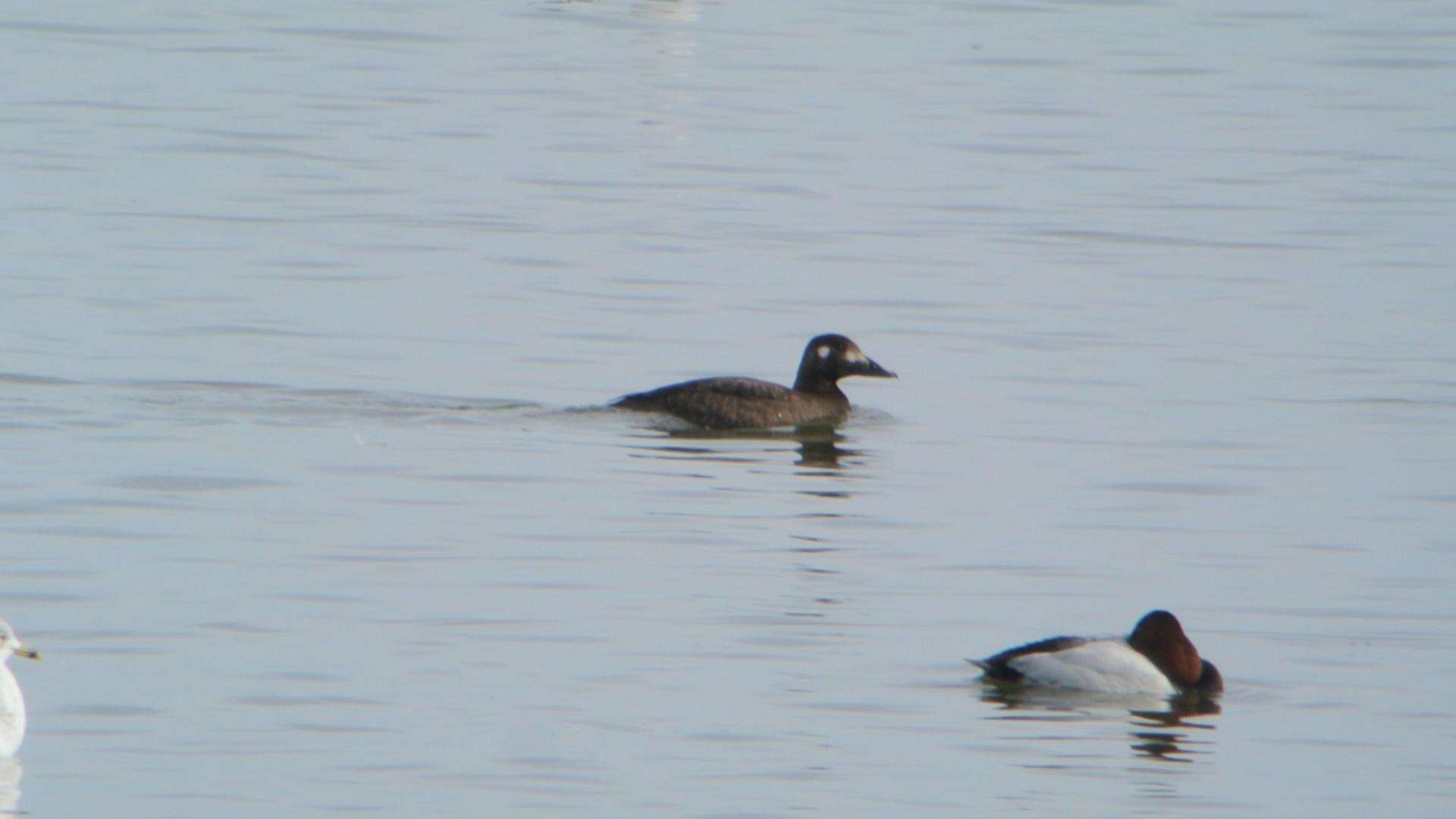 Image of White-winged Scoter