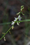 Image of Rusby's milkvetch