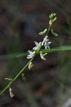 صورة Astragalus rusbyi Greene