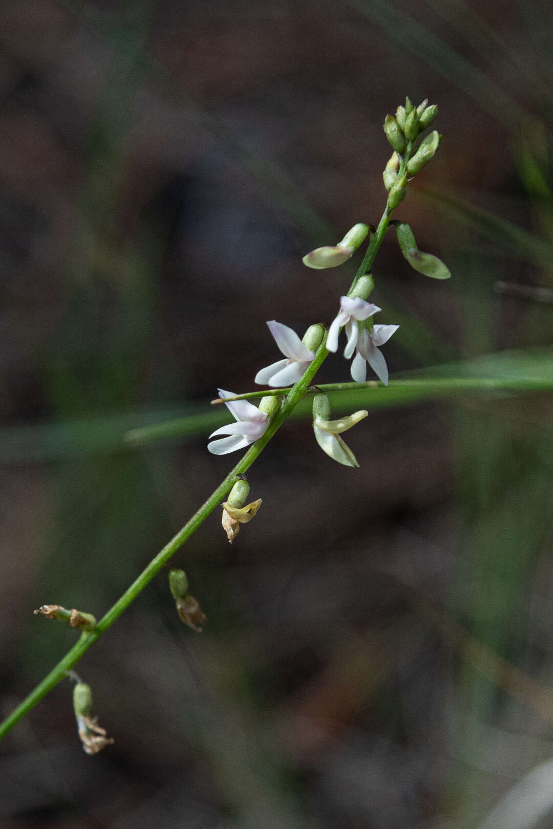 Image of Rusby's milkvetch