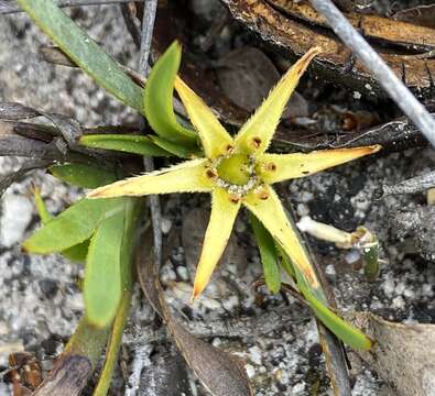 Image of Conostylis misera Endl.