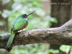 Image of Rufous-tailed Jacamar