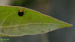 Image of <i>Aulacophora nigripennis</i>