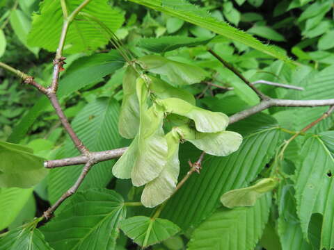 Image of Hornbeam maple