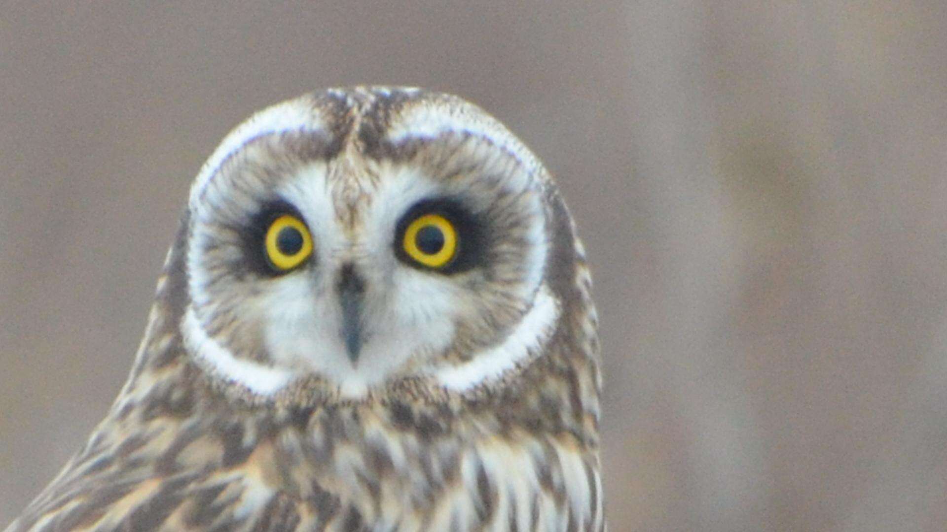 Image de Hibou des marais