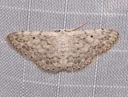 صورة <i>Idaea ostentaria</i>