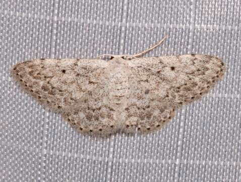 Image of <i>Idaea ostentaria</i>