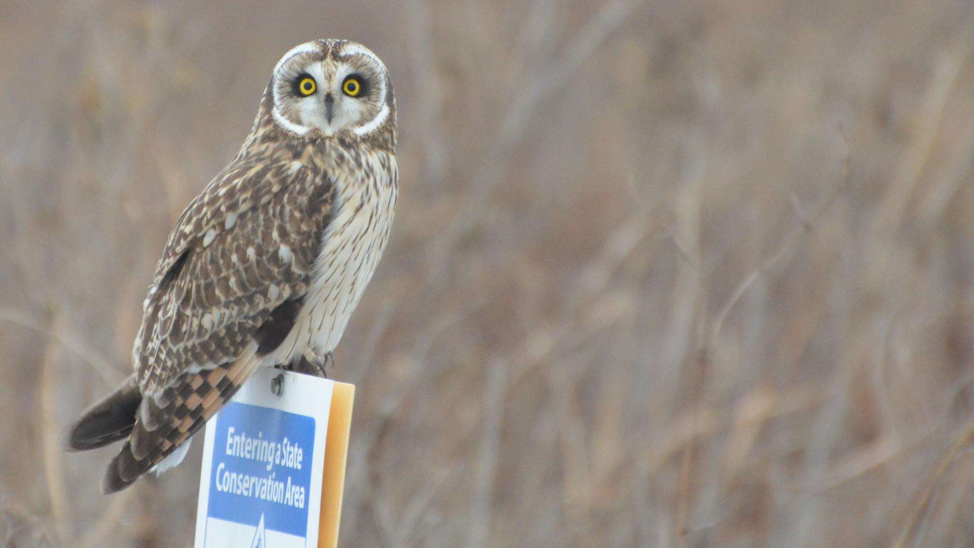 Image de Hibou des marais