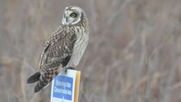 Image of Short-eared Owl