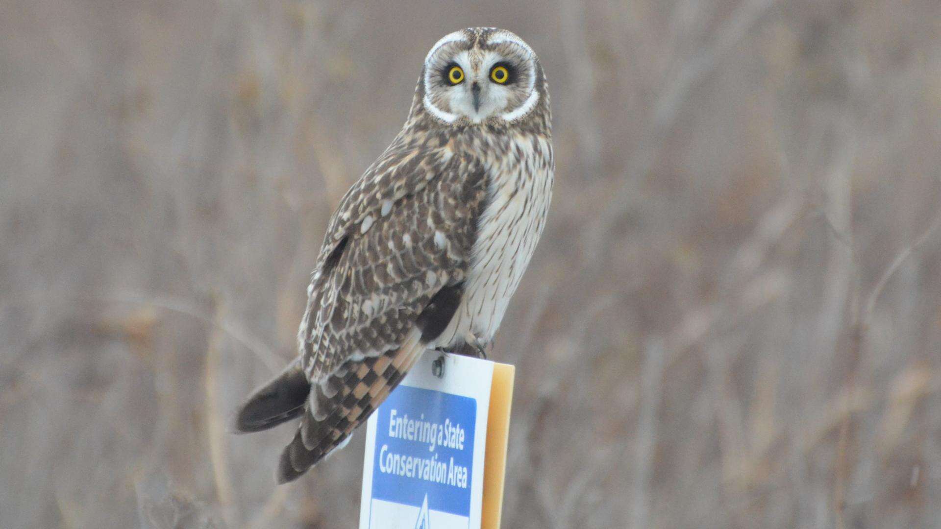 Image de Hibou des marais