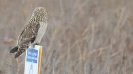 Image de Hibou des marais