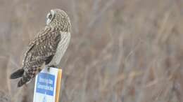 Image de Hibou des marais