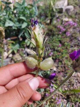 Image de Oxytropis nitens Turcz.