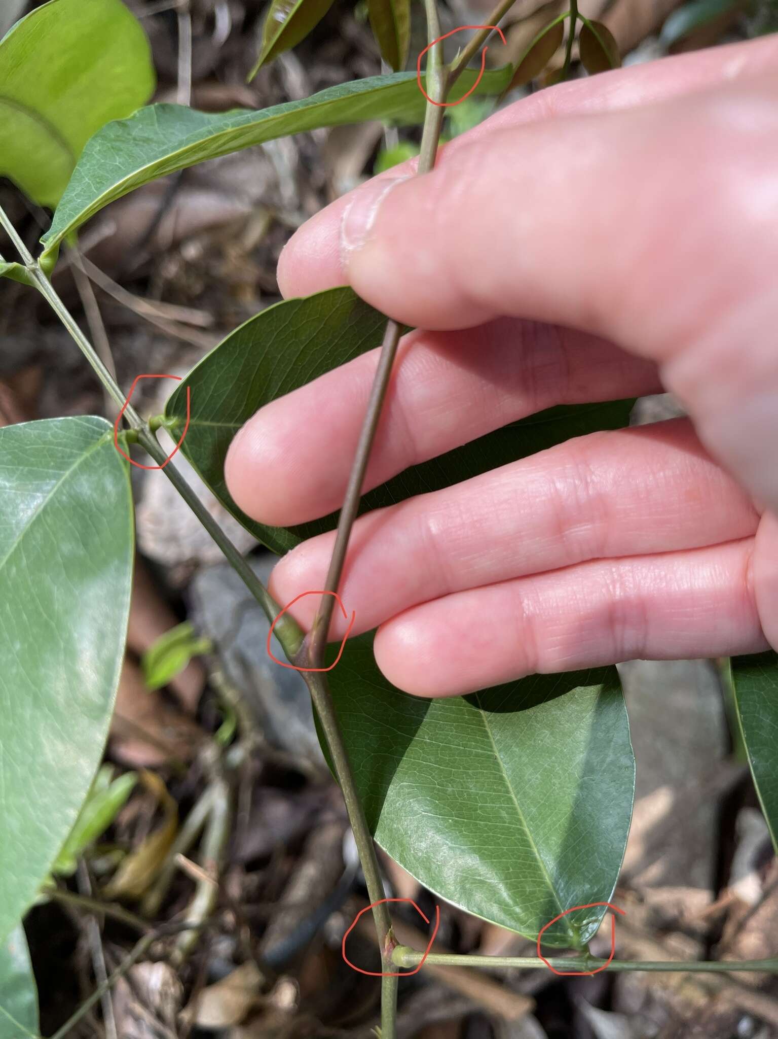 Image of Lysidice rhodostegia Hance