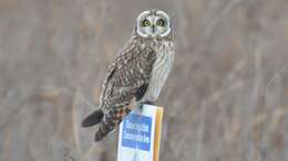 Image de Hibou des marais