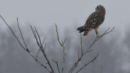 Image de Hibou des marais