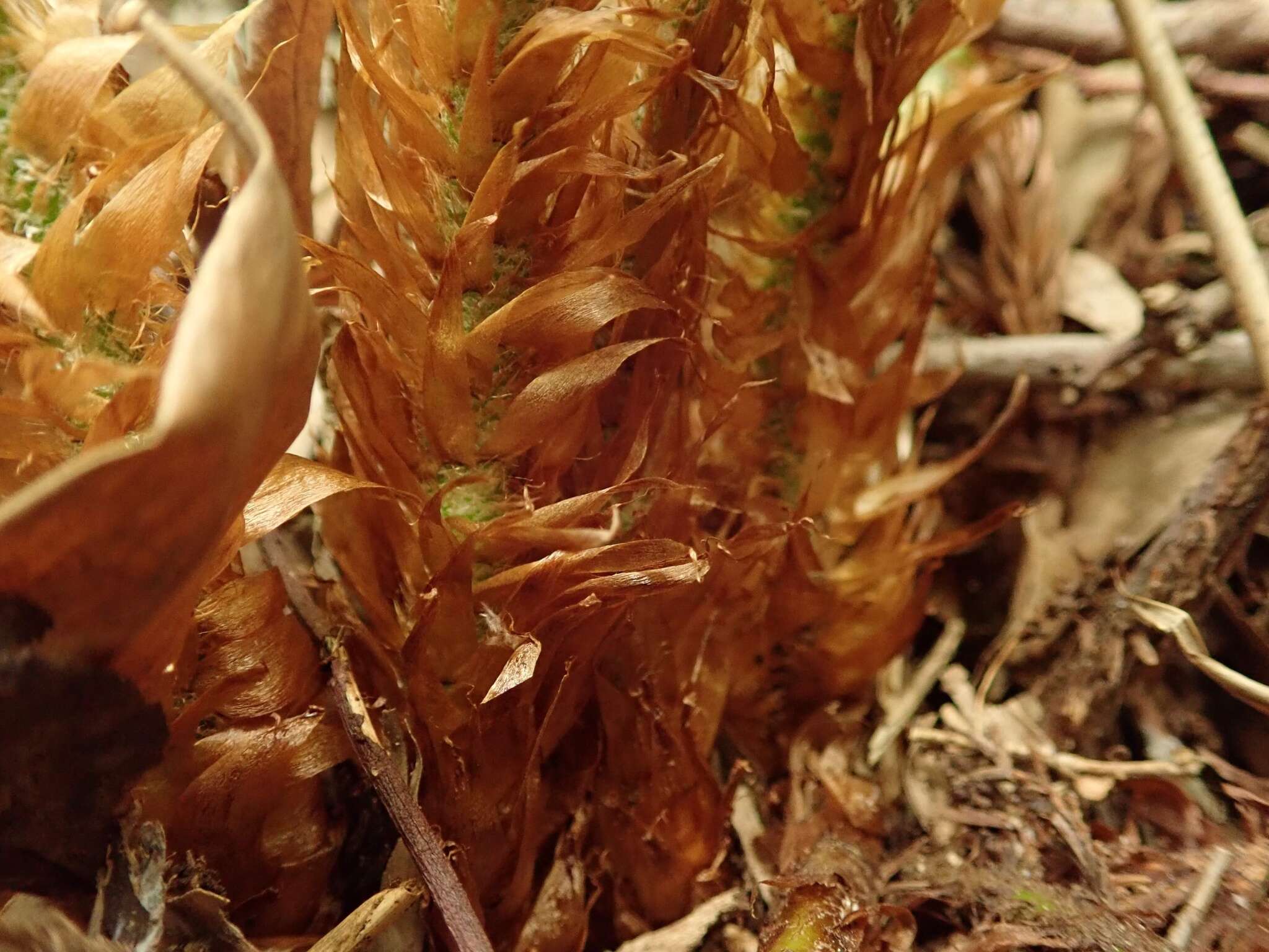 Image of Polystichum fibrillosopaleaceum (Kodama) Tag.