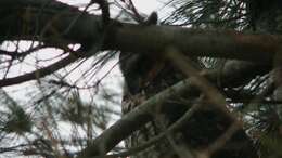 Image of Long-eared Owl