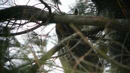 Image of Long-eared Owl