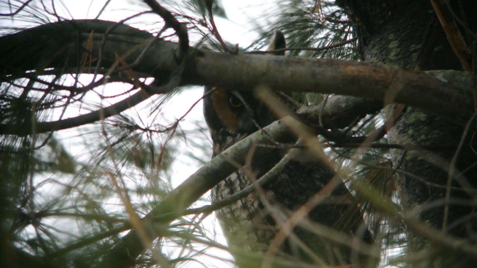 Image of Long-eared Owl