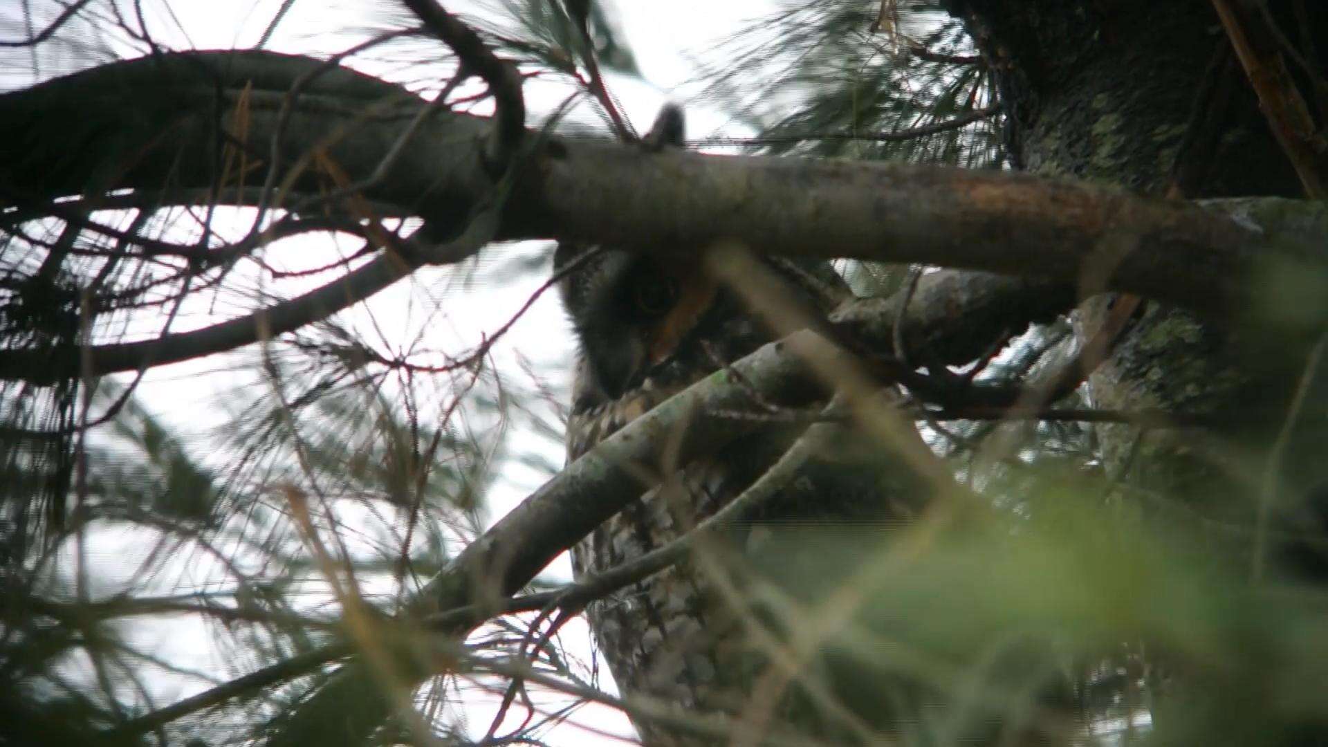 Image of Long-eared Owl