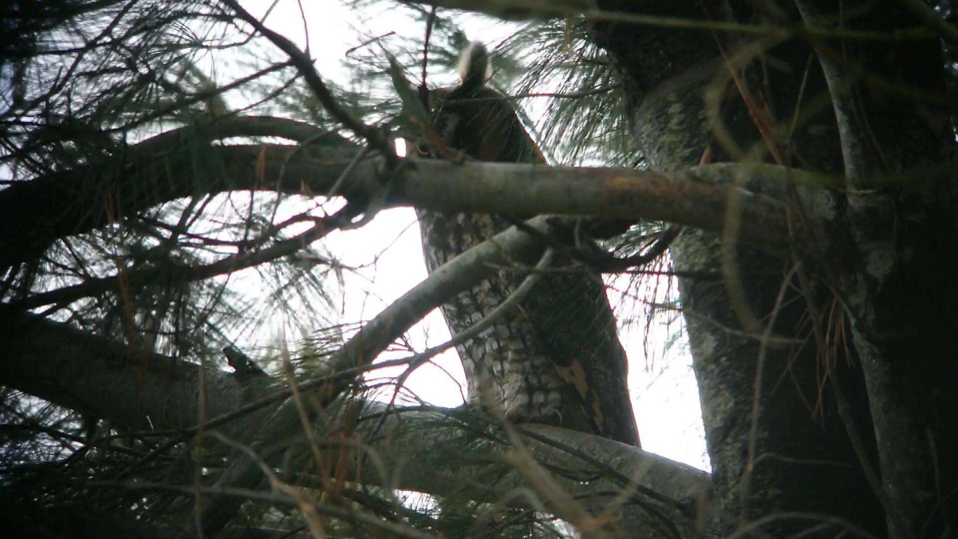 Image of Long-eared Owl