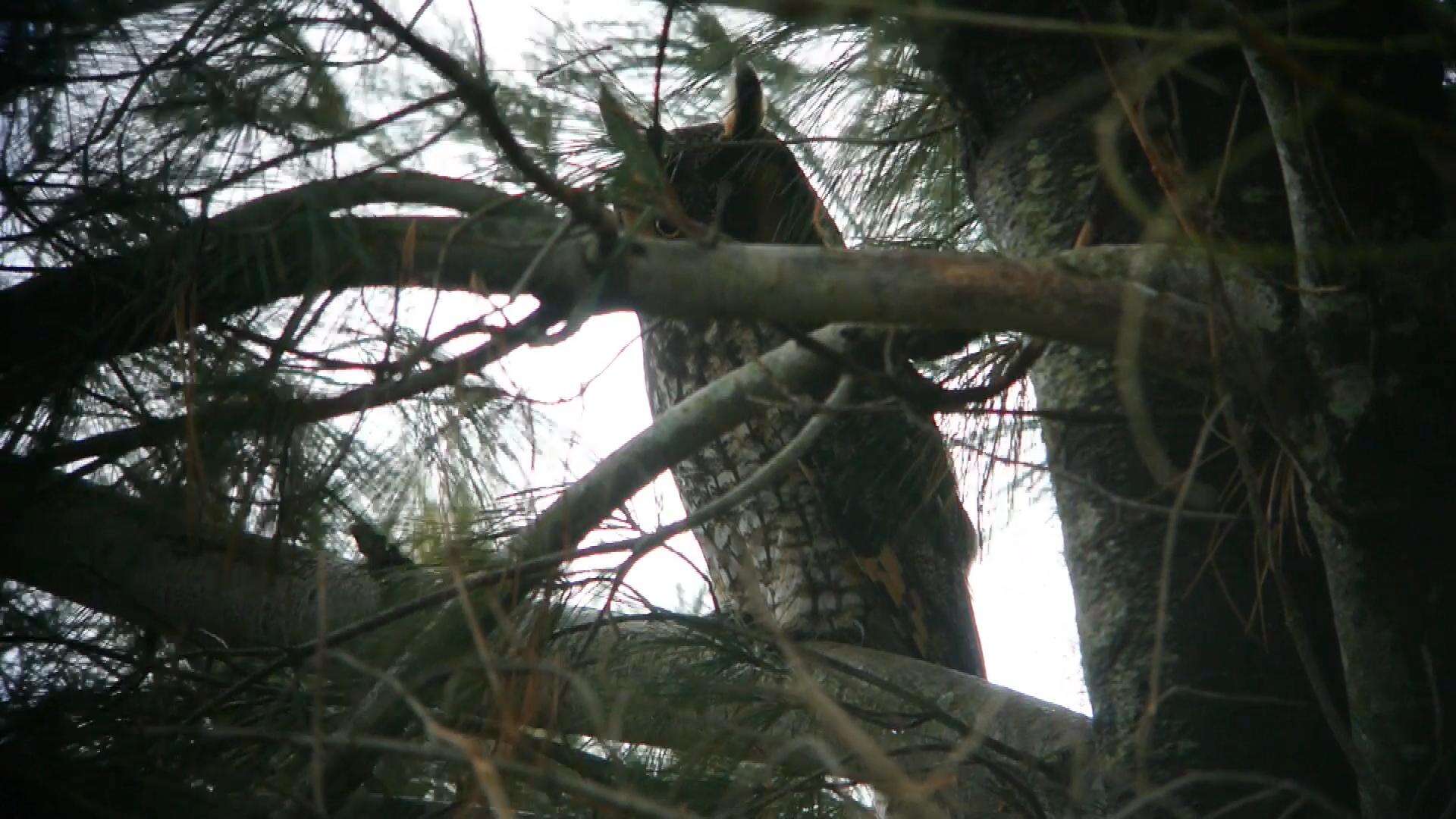 Image of Long-eared Owl