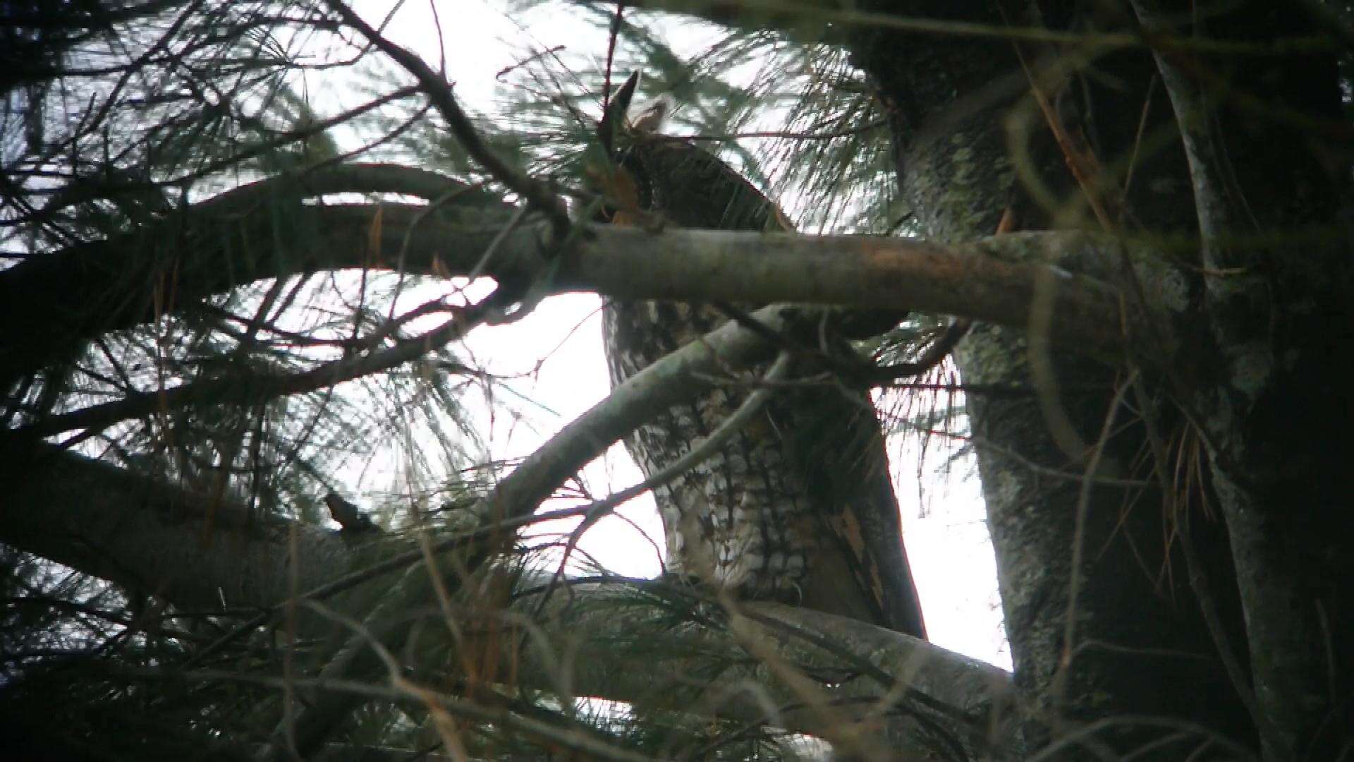 Image of Long-eared Owl