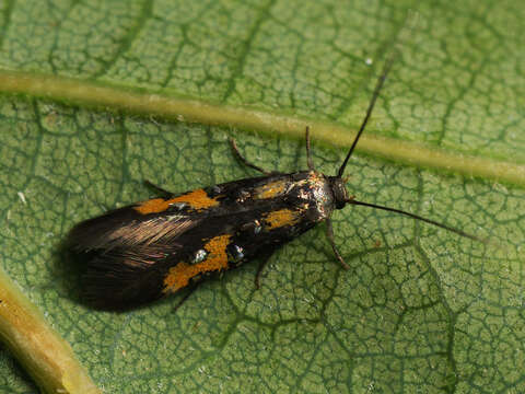 Image of Chrysoclista lathamella Fletcher 1936