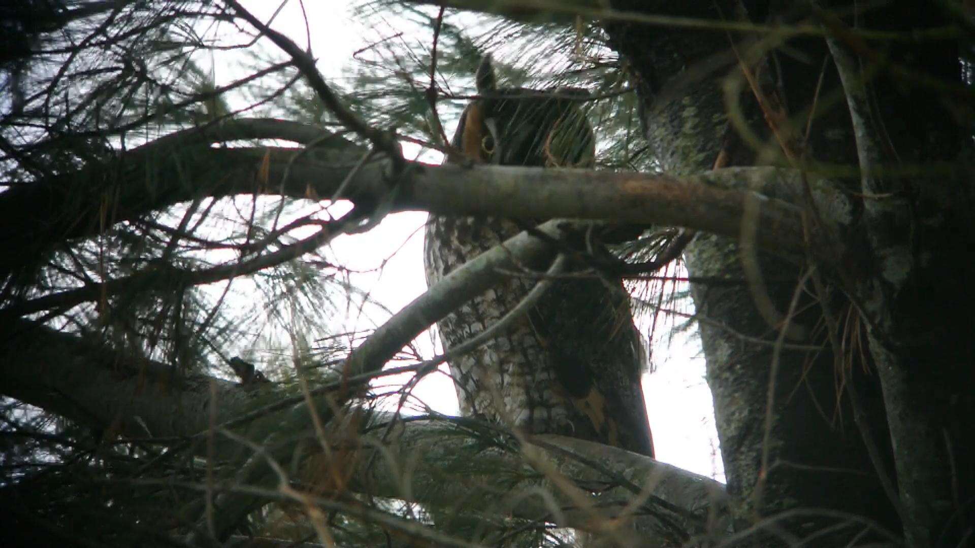 Image of Long-eared Owl