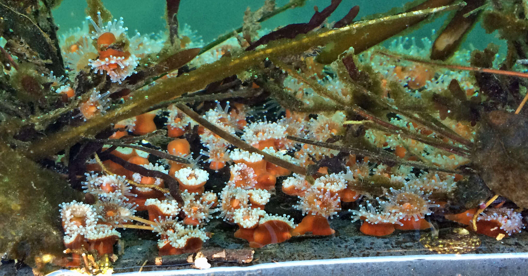 Image of Strawberry anemones