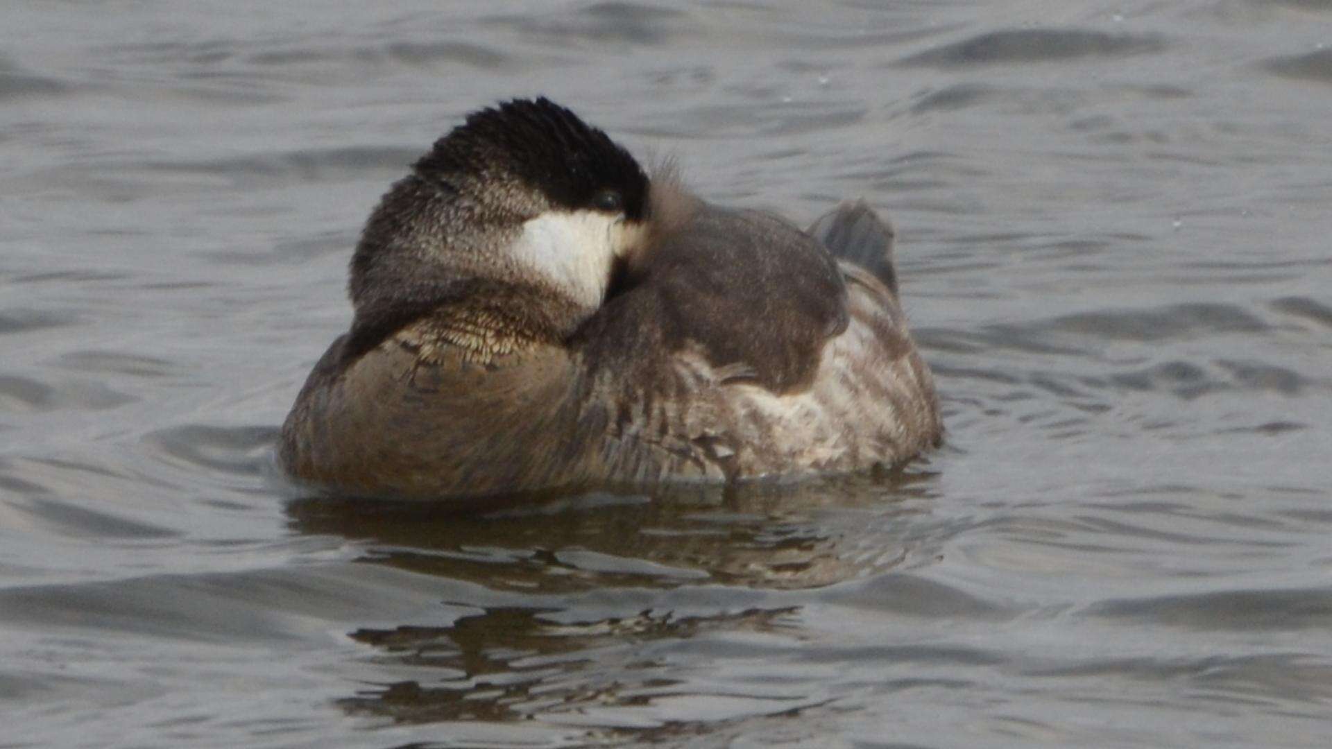 Image of Oxyura Bonaparte 1828