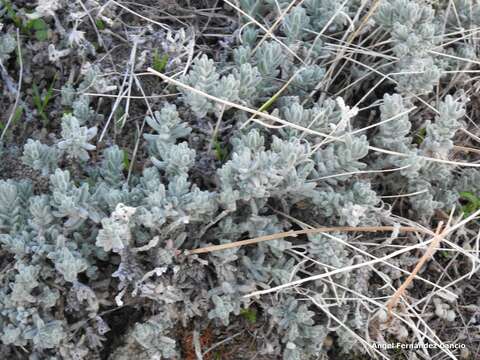 Image of Teucrium gnaphalodes L'Hér.