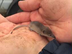 Image of Pribilof Island Shrew